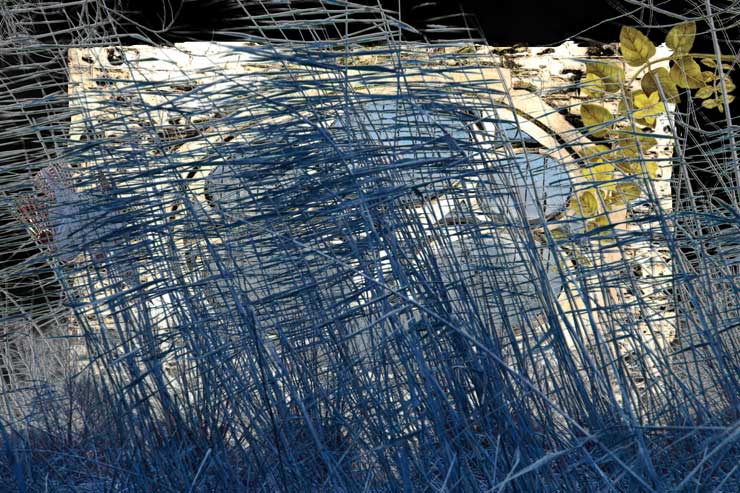 Bluegrass by George Richards