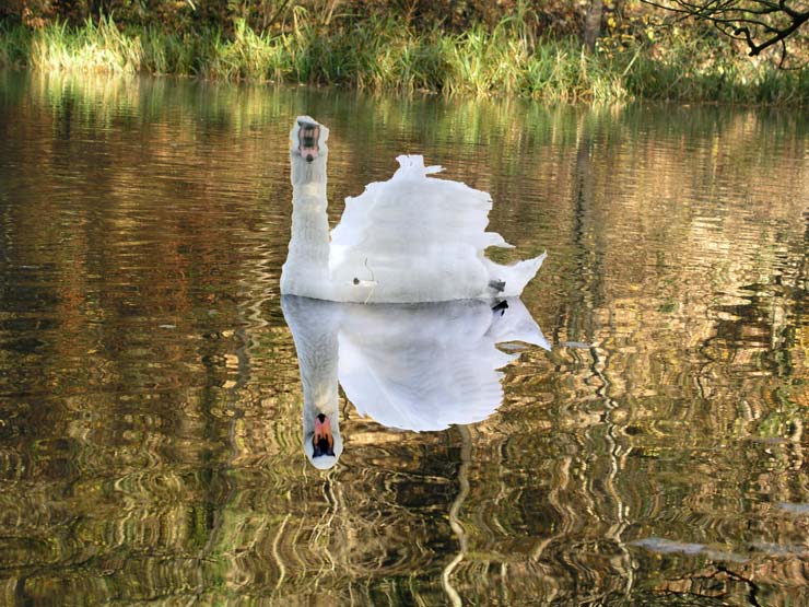 In a Reflective Mood by George Richards