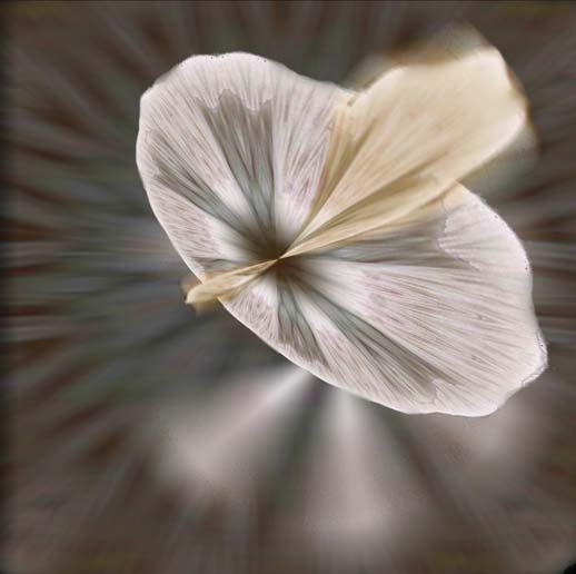 Toadstool by George Richards